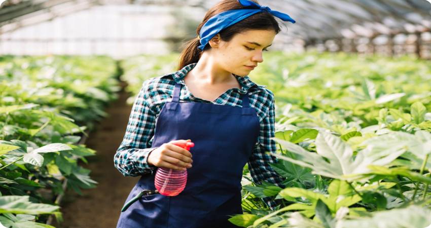 Seasonal Weed Control: Essential Strategies for a Healthy Lawn in Rogers, AR